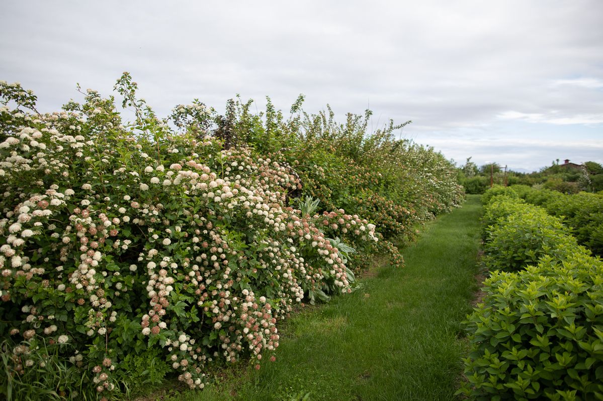Volunteers planting a mixed native hedgerow along a field edge